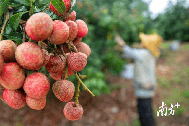 在德国法兰克福，茂名荔枝“甜蜜邂逅”文成杨梅