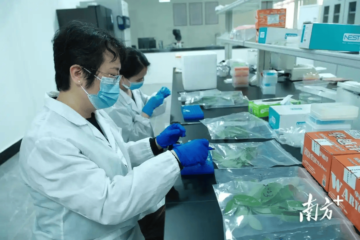 在德国法兰克福，茂名荔枝“甜蜜邂逅”文成杨梅